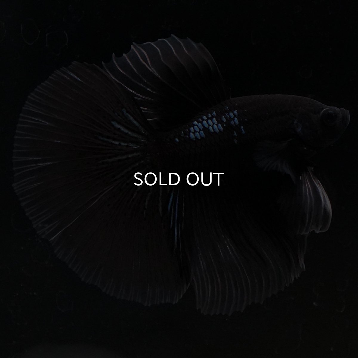 画像6: HM ブラックバタフライ クリアフィン (6)