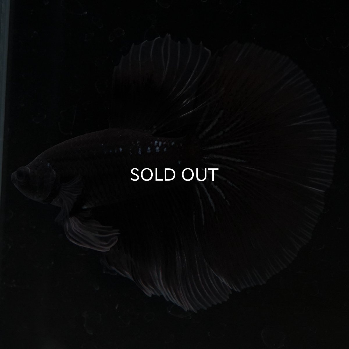 画像11: HM ブラックバタフライ クリアフィン (11)