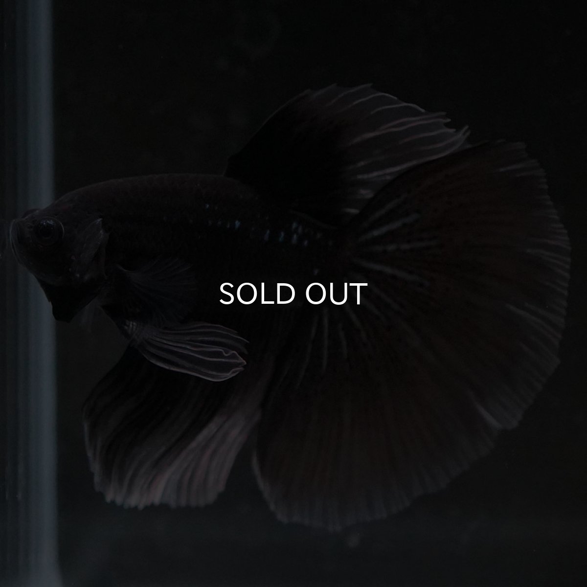 画像9: HM ブラックバタフライ クリアフィン (9)