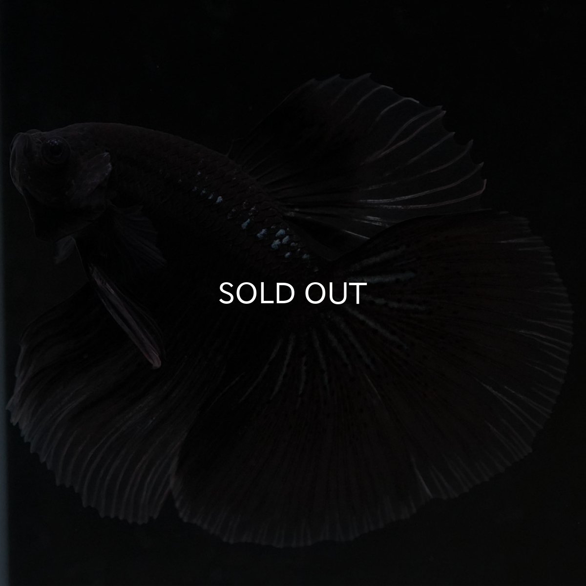 画像5: HM ブラックバタフライ クリアフィン (5)