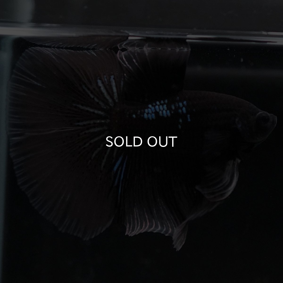 画像8: HM ブラックバタフライ クリアフィン (8)