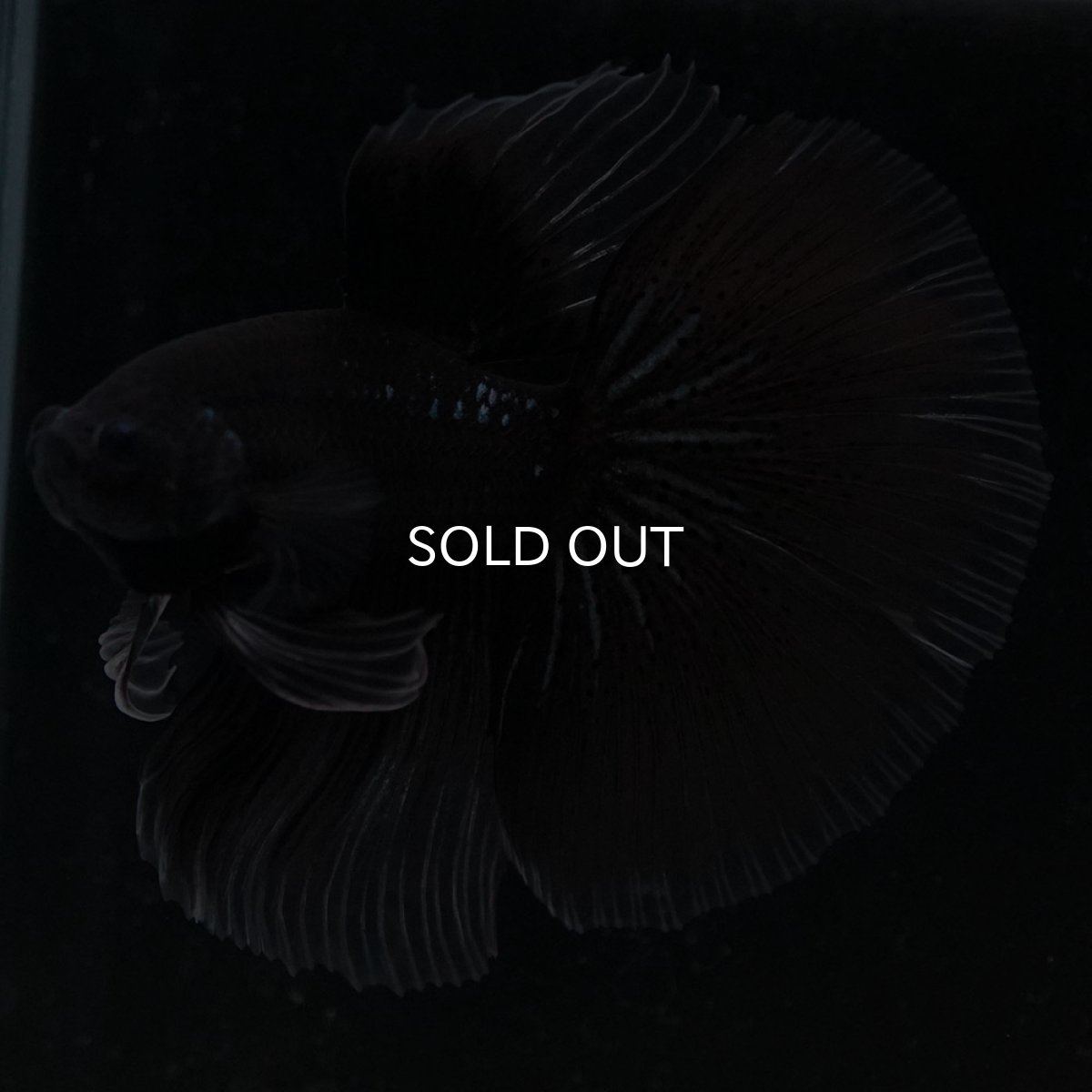 画像3: HM ブラックバタフライ クリアフィン (3)