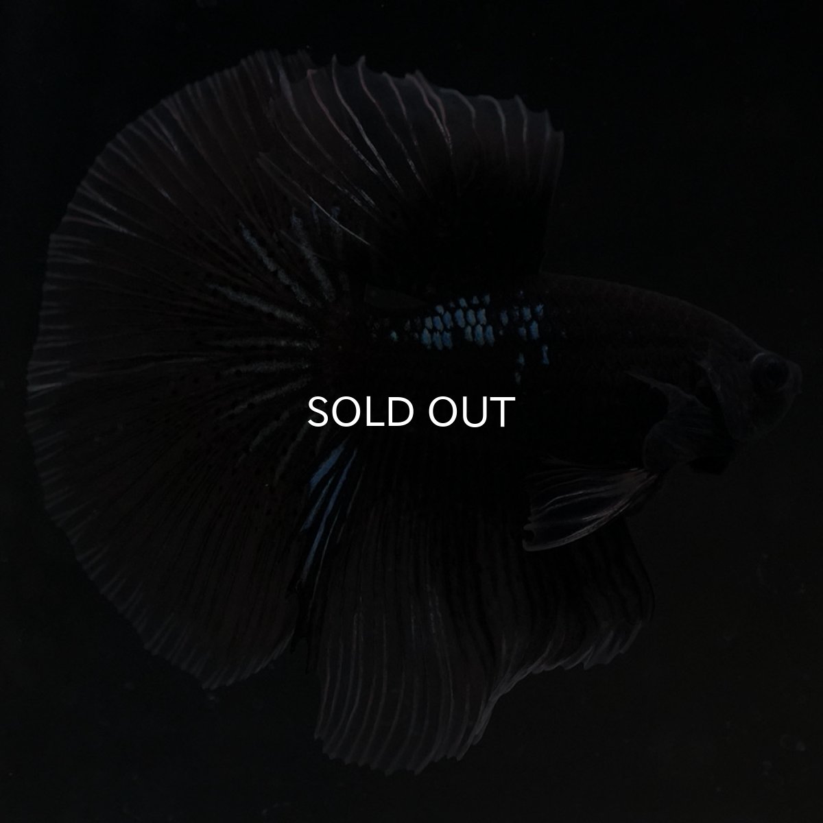 画像4: HM ブラックバタフライ クリアフィン (4)