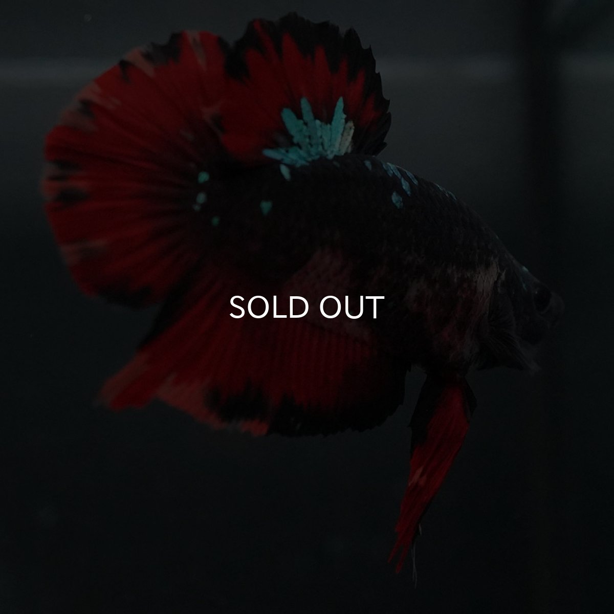 画像2: GHMPK　ブラックキャンディ (2)