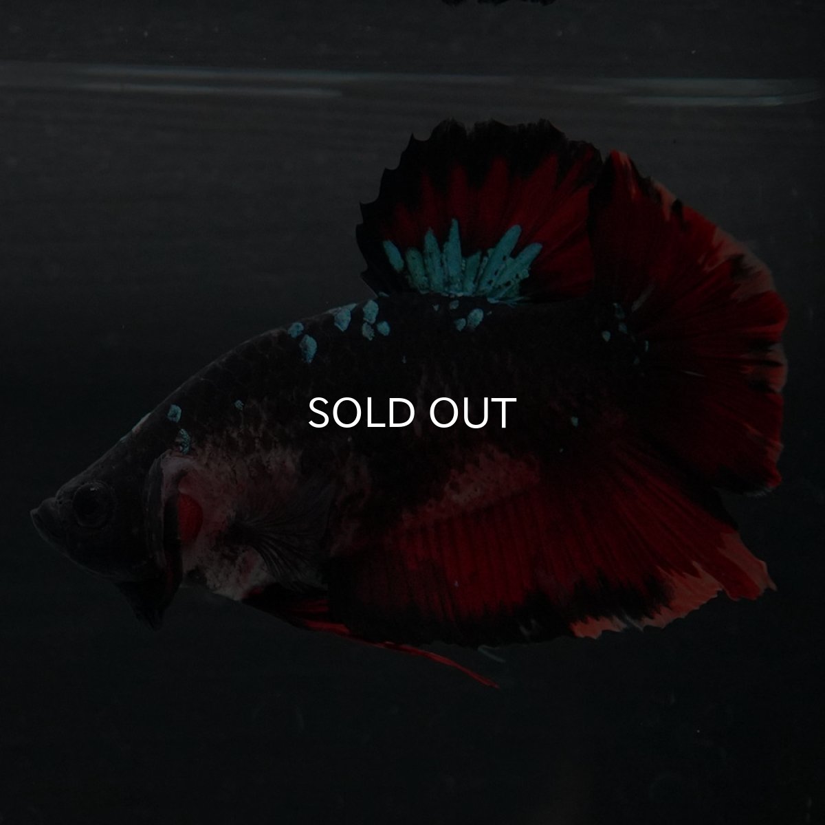 画像6: GHMPK　ブラックキャンディ (6)