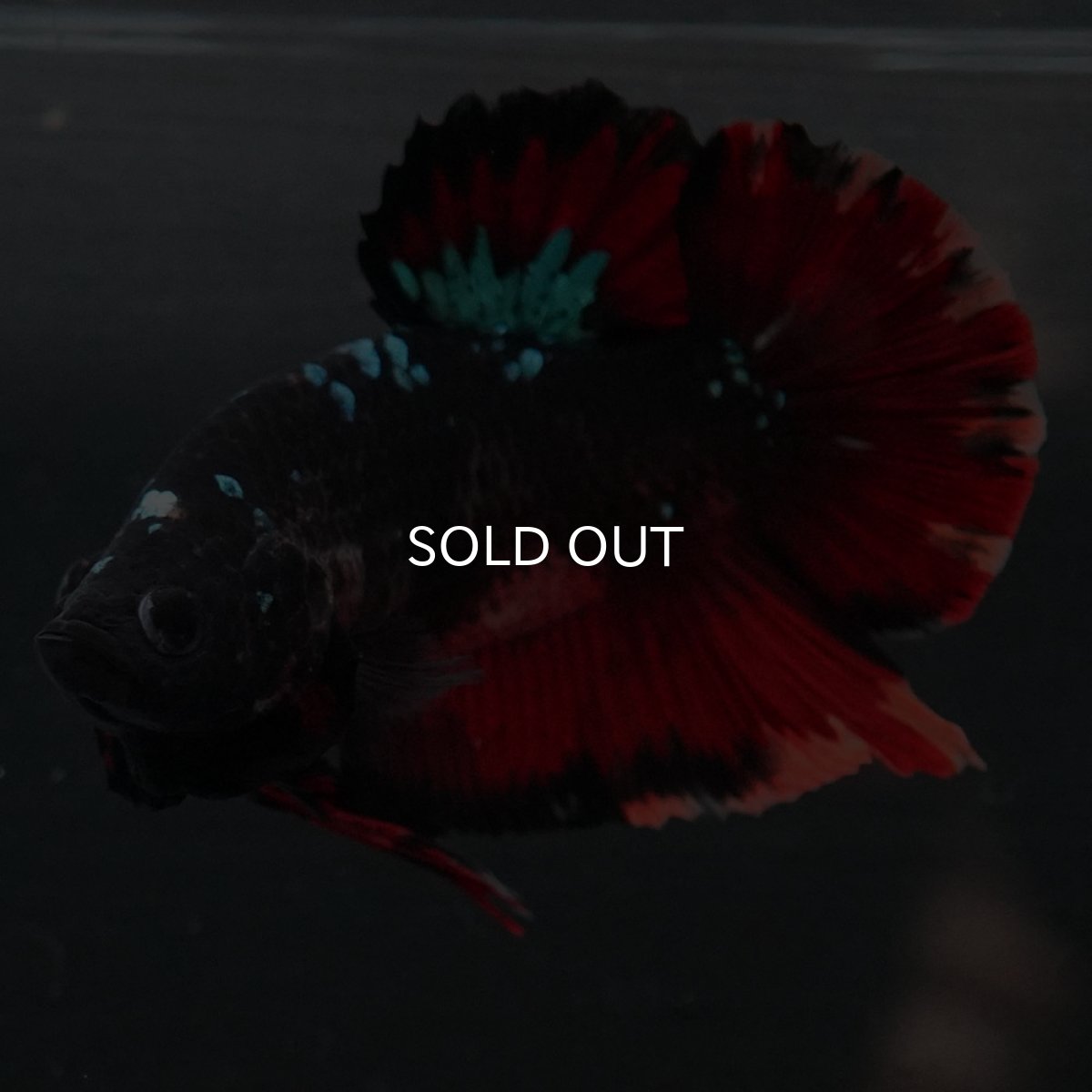 画像3: GHMPK　ブラックキャンディ (3)