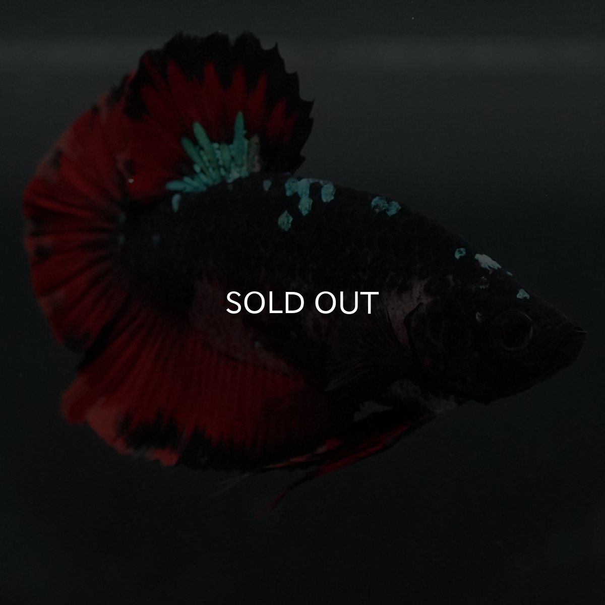 画像4: GHMPK　ブラックキャンディ (4)