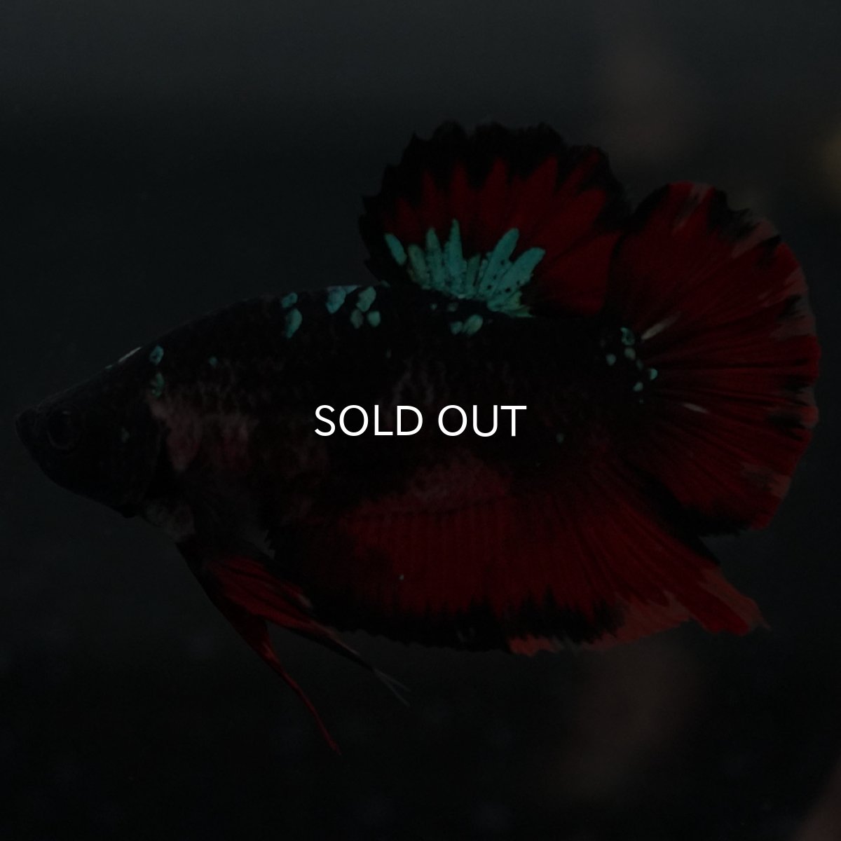 画像5: GHMPK　ブラックキャンディ (5)