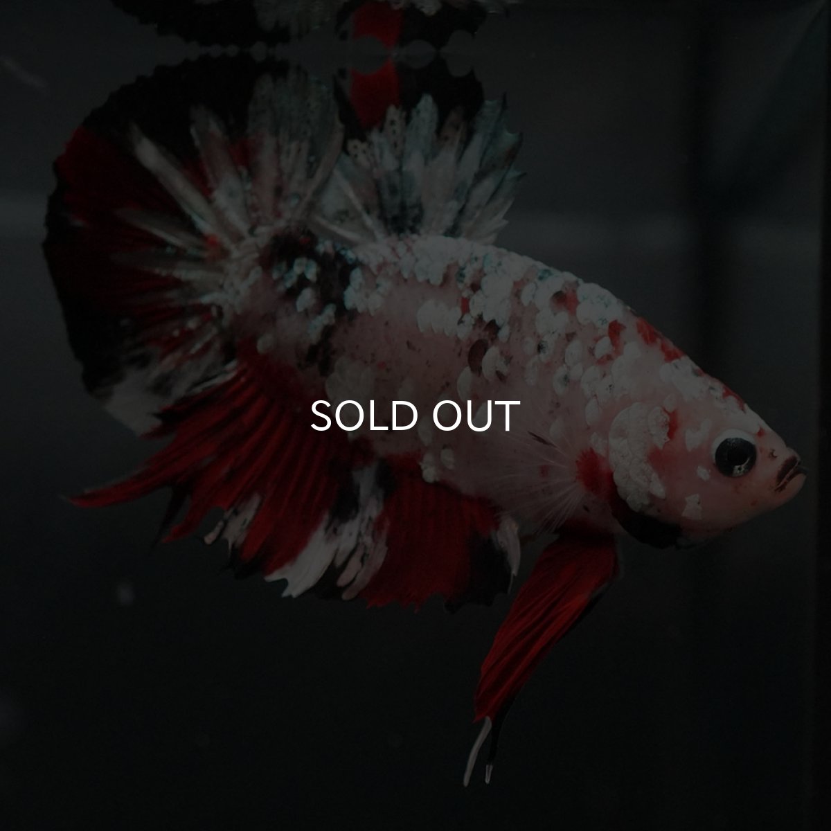 画像8: GHMPK　鯉カッパーギャラクシー (8)