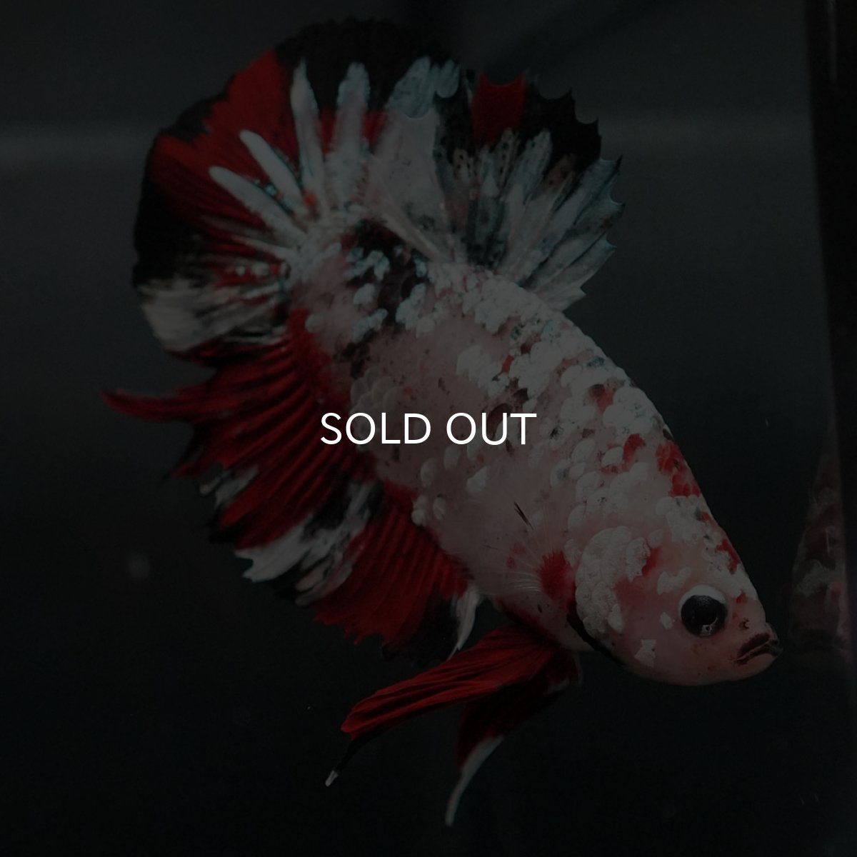 画像7: GHMPK　鯉カッパーギャラクシー (7)