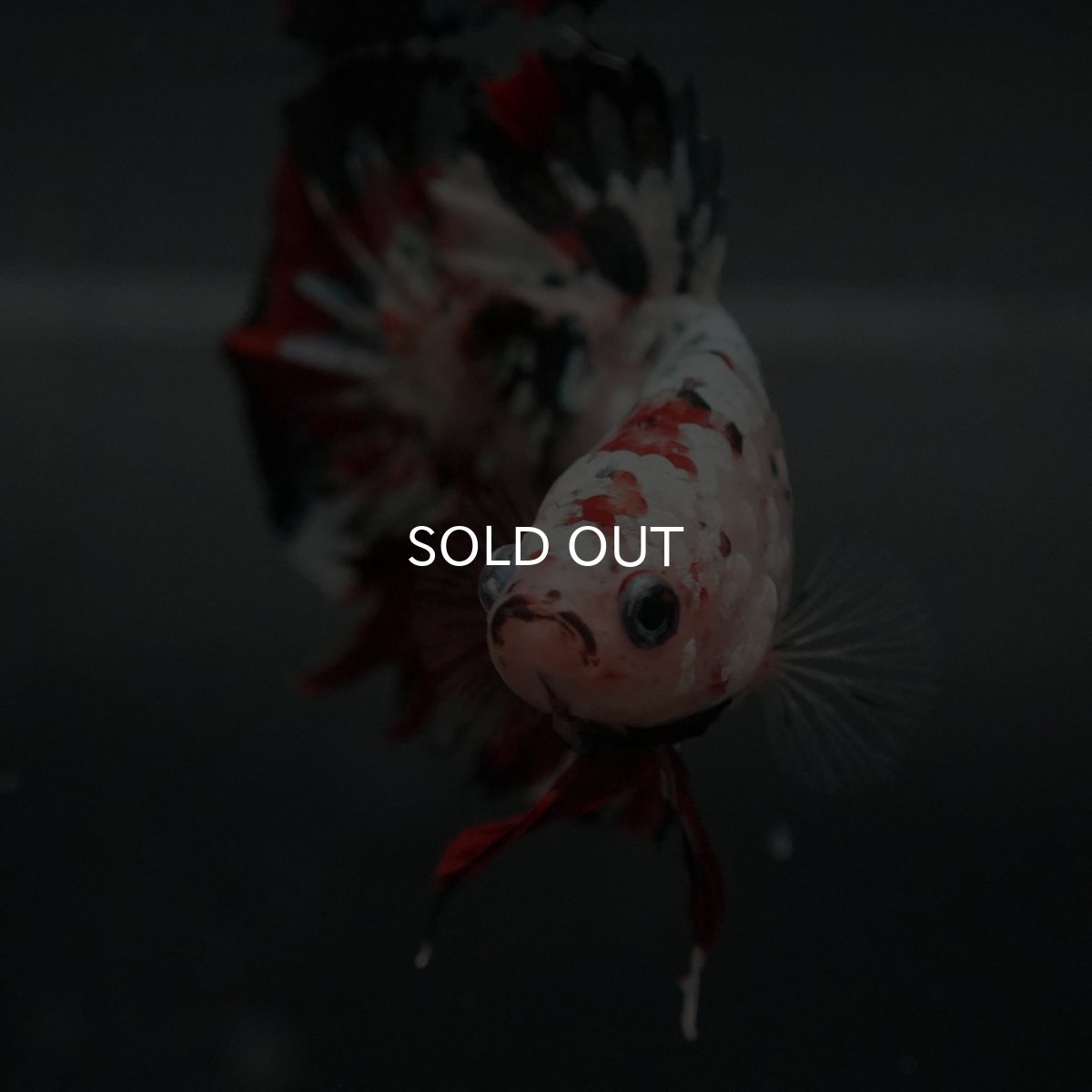 画像3: GHMPK　鯉カッパーギャラクシー (3)