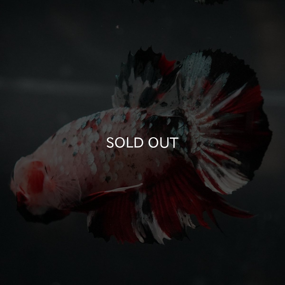 画像5: GHMPK　鯉カッパーギャラクシー (5)