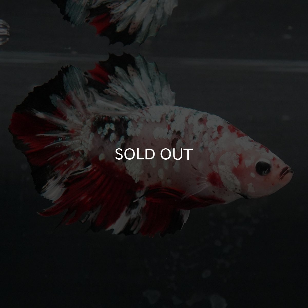 画像6: GHMPK　鯉カッパーギャラクシー (6)