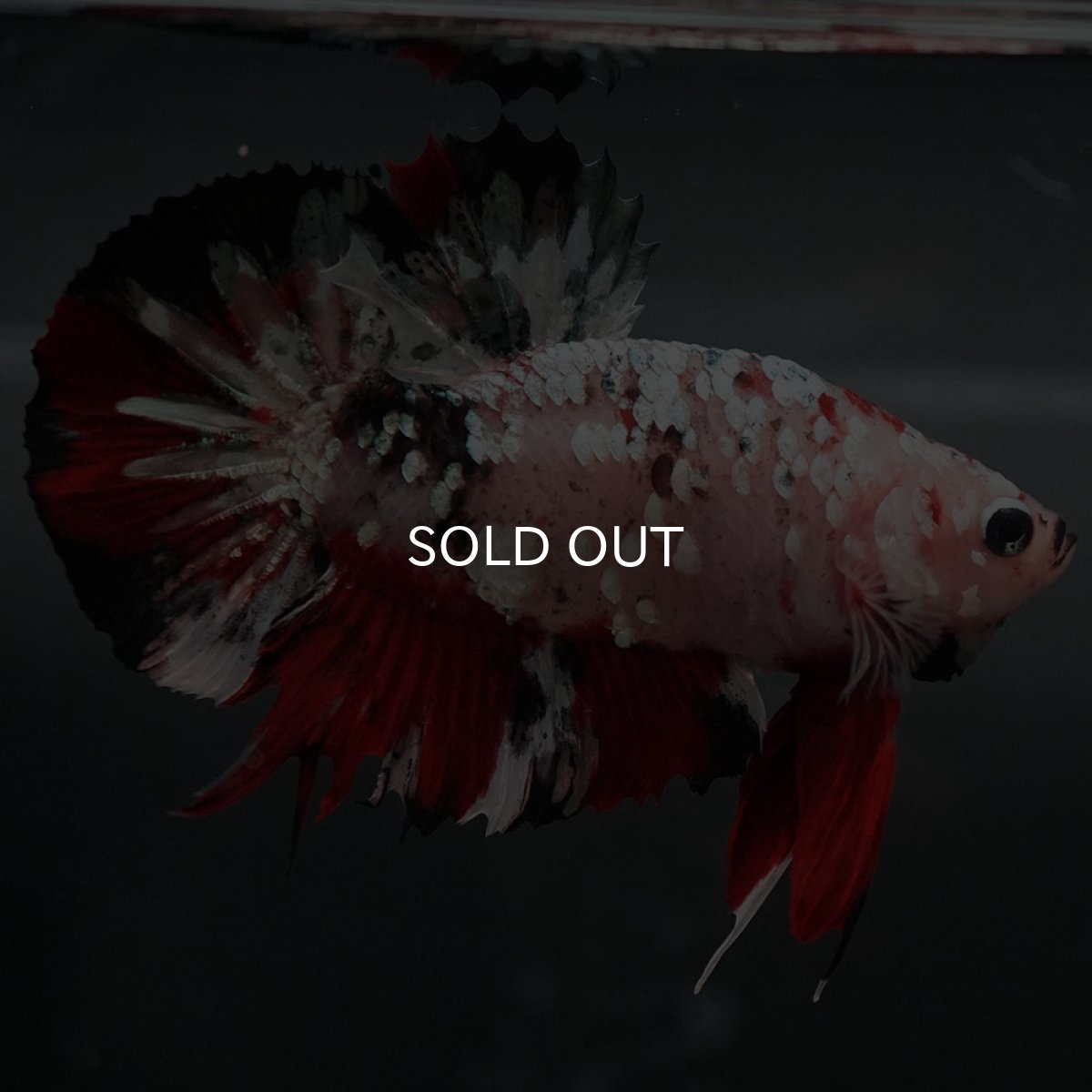 画像4: GHMPK　鯉カッパーギャラクシー (4)