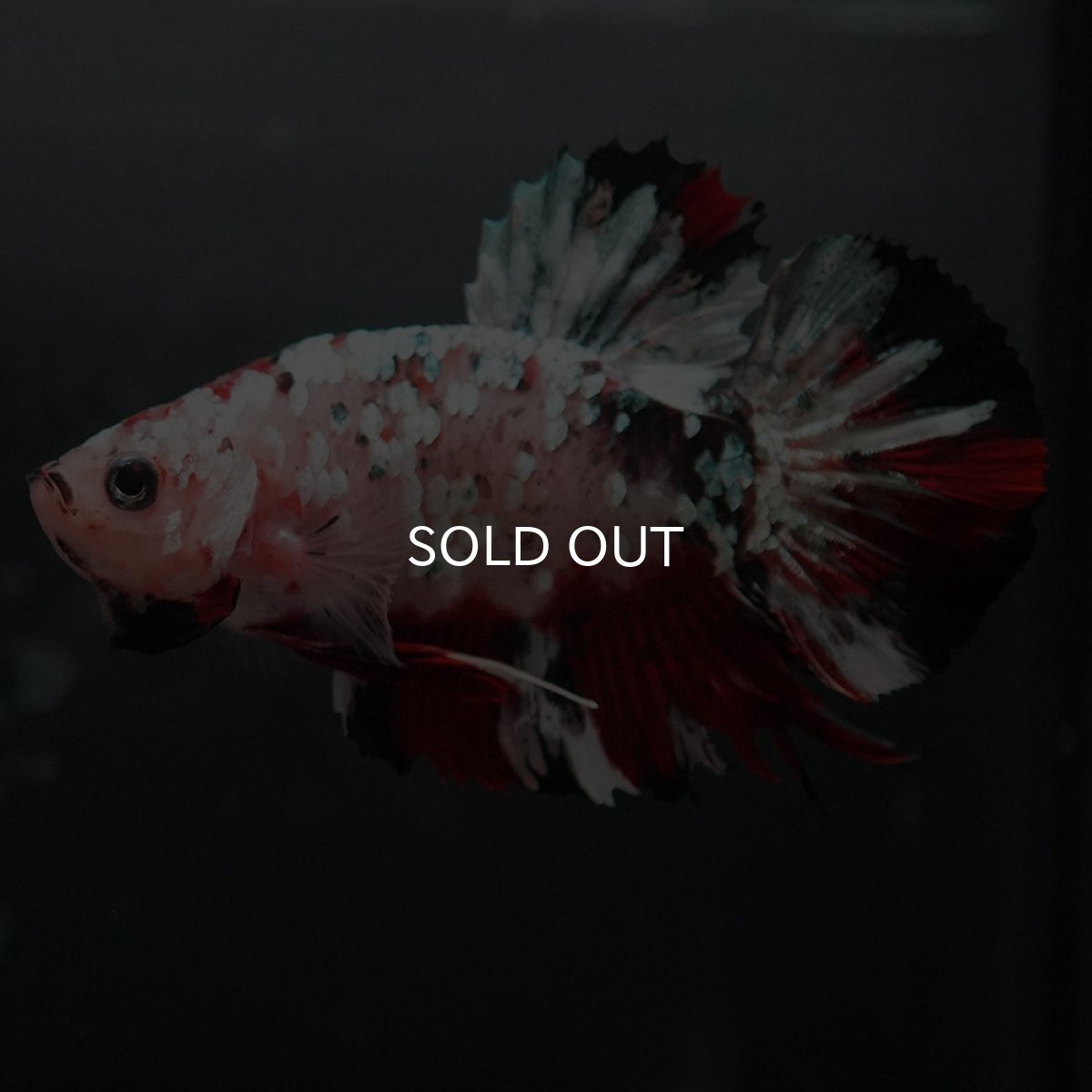 画像2: GHMPK　鯉カッパーギャラクシー (2)