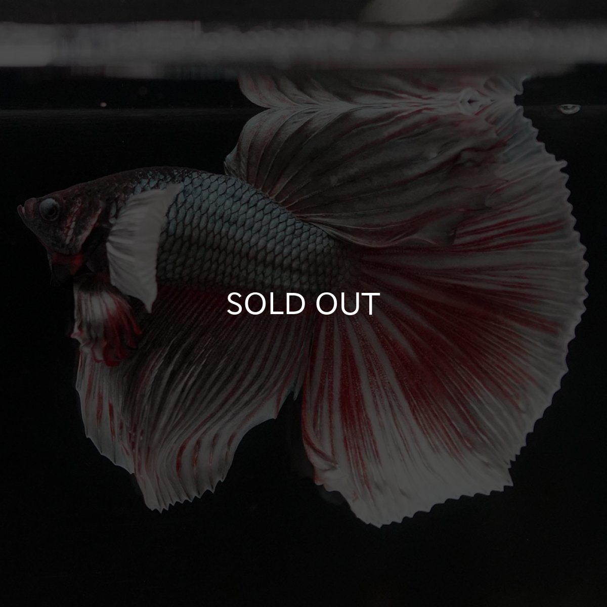 画像6: HMダンボ ファンシーカッパー (6)