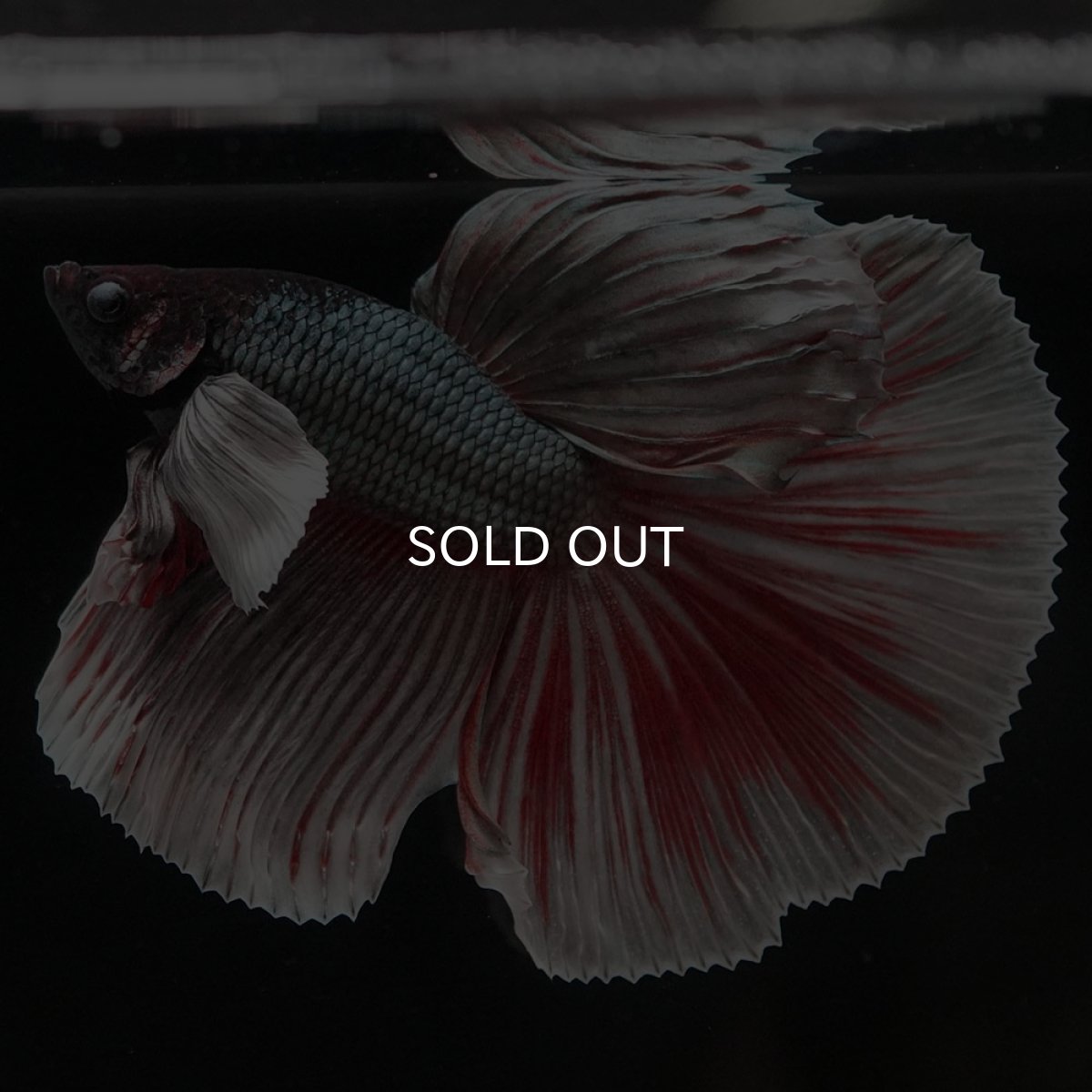 画像4: HMダンボ ファンシーカッパー (4)