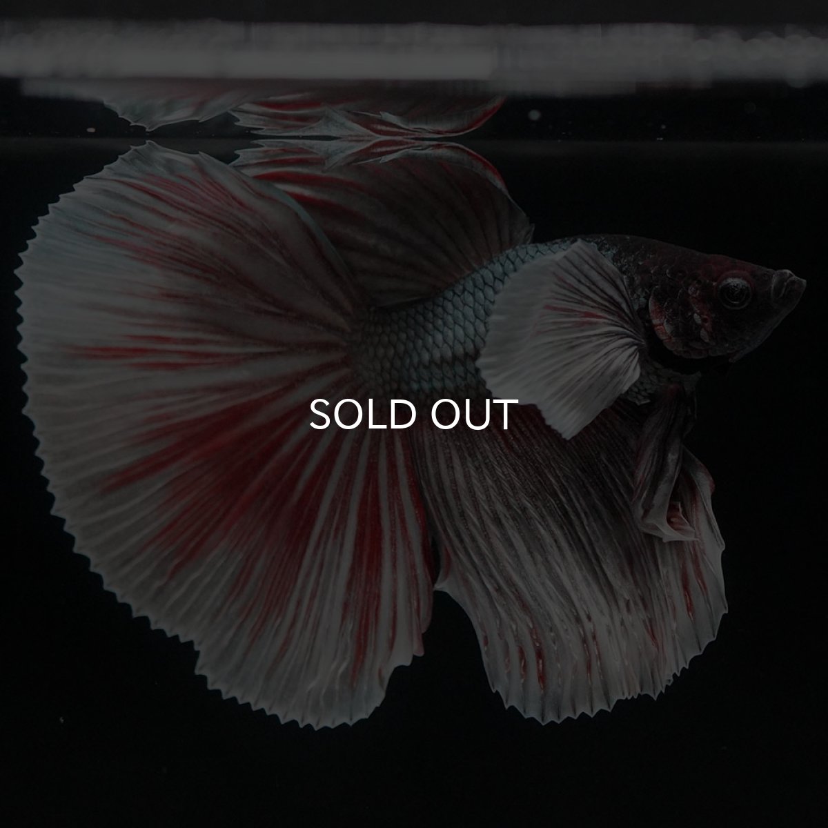 画像5: HMダンボ ファンシーカッパー (5)