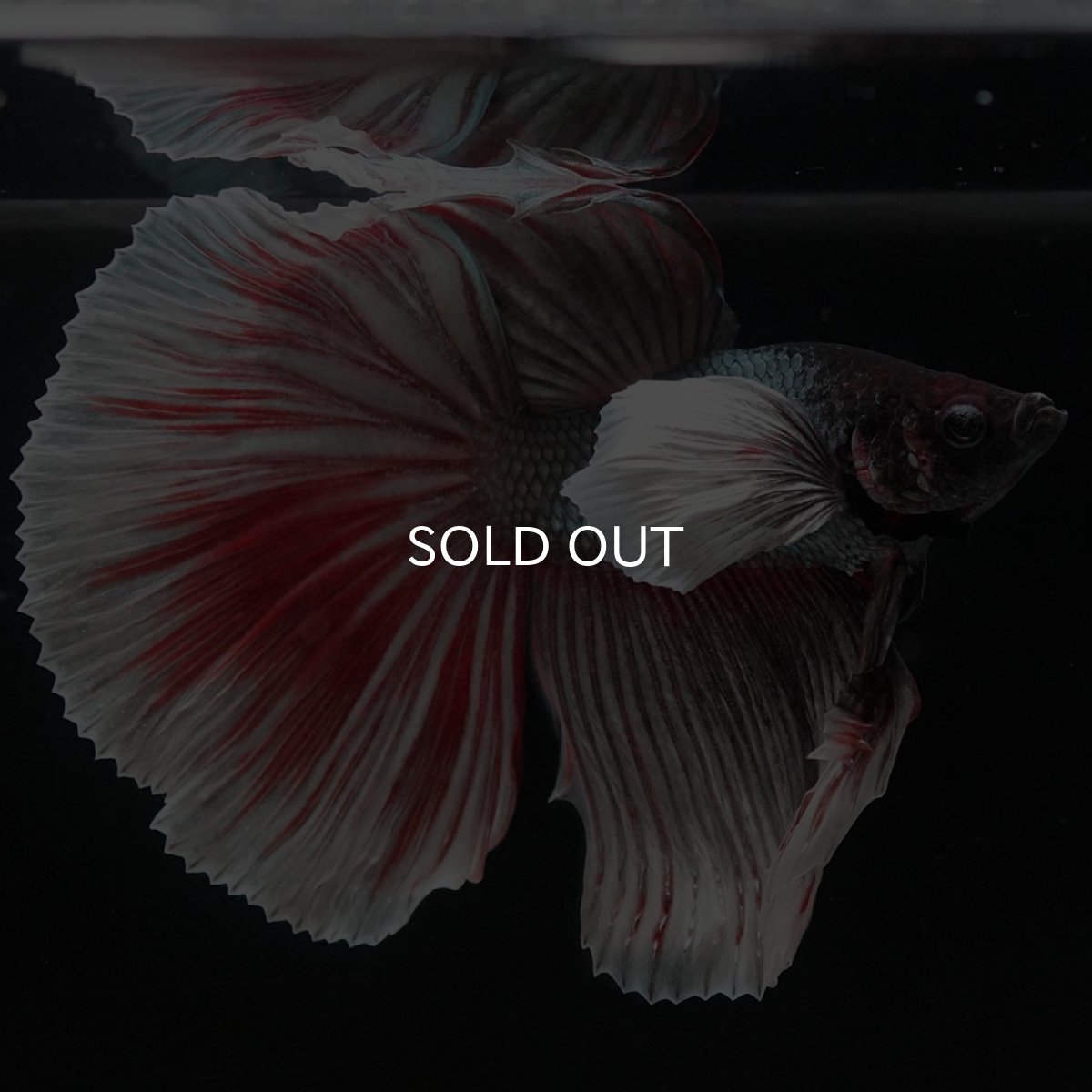 画像3: HMダンボ ファンシーカッパー (3)