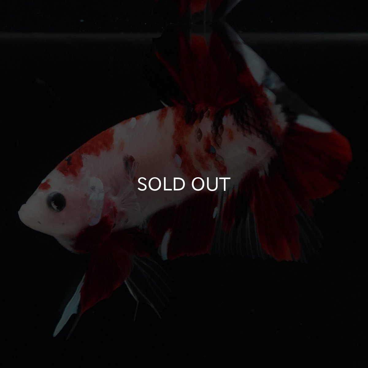 画像9: HMPK　鯉 (9)