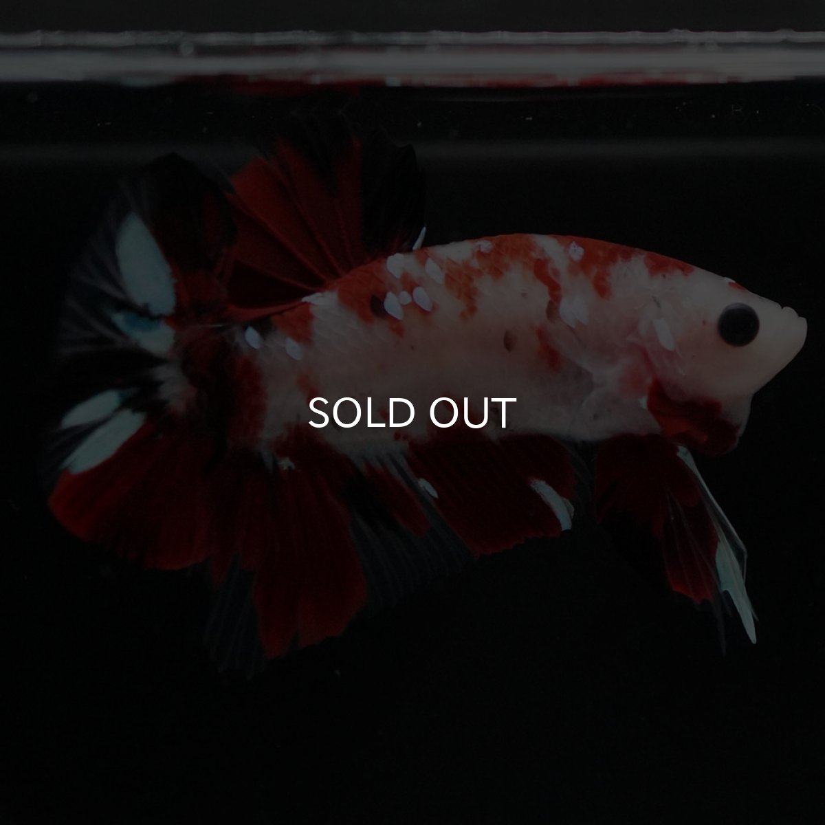 画像5: HMPK　鯉 (5)