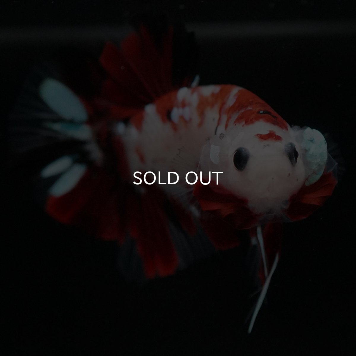 画像3: HMPK　鯉 (3)