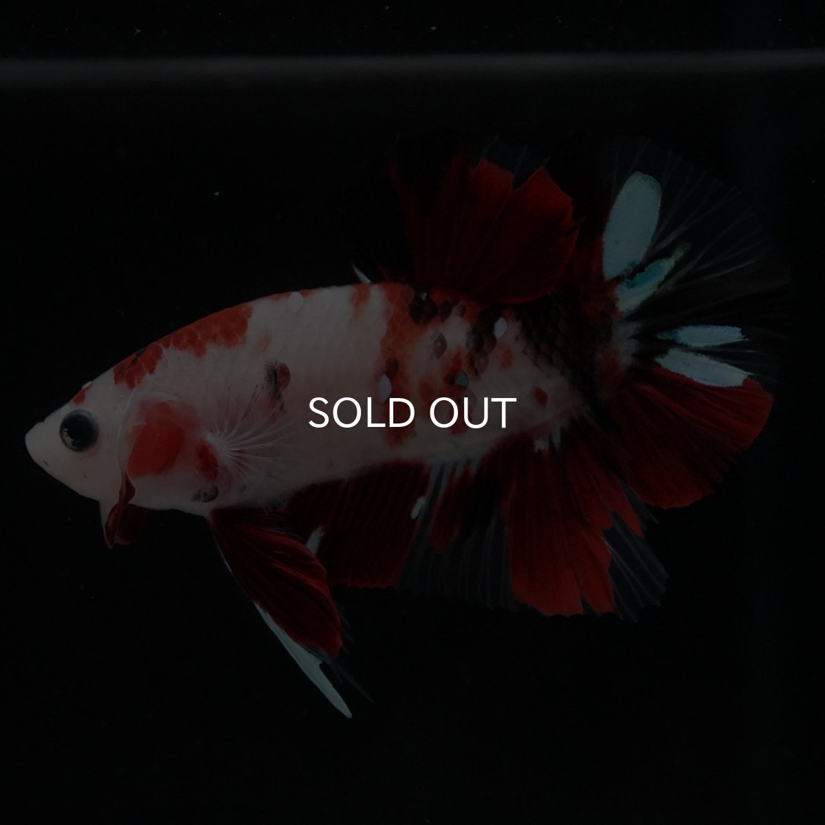 画像8: HMPK　鯉 (8)