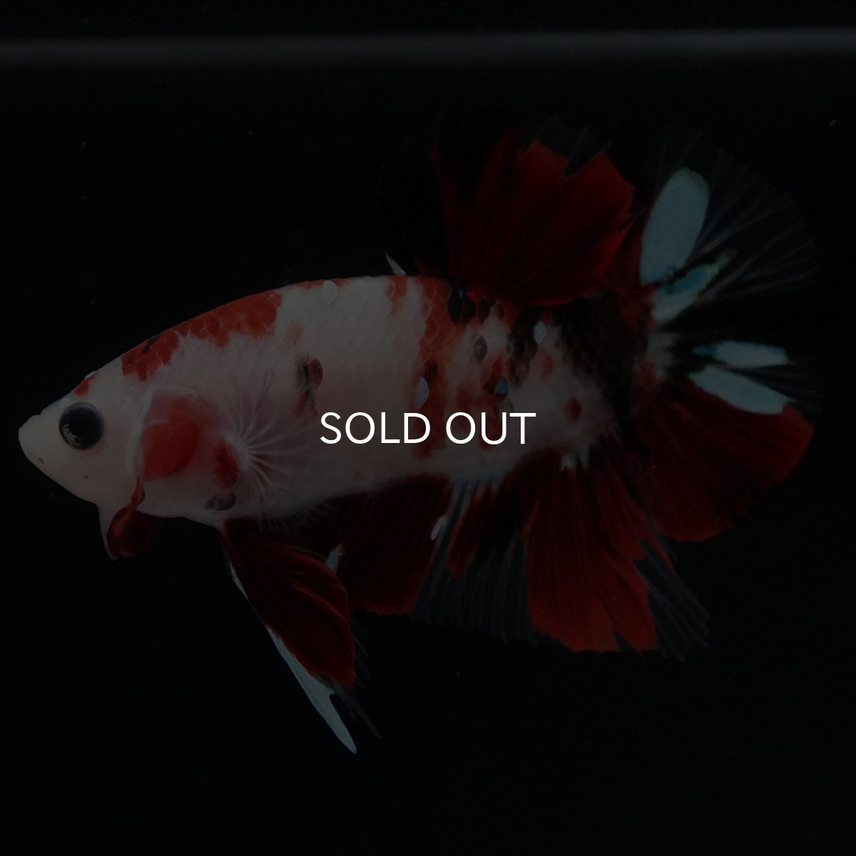 画像4: HMPK　鯉 (4)