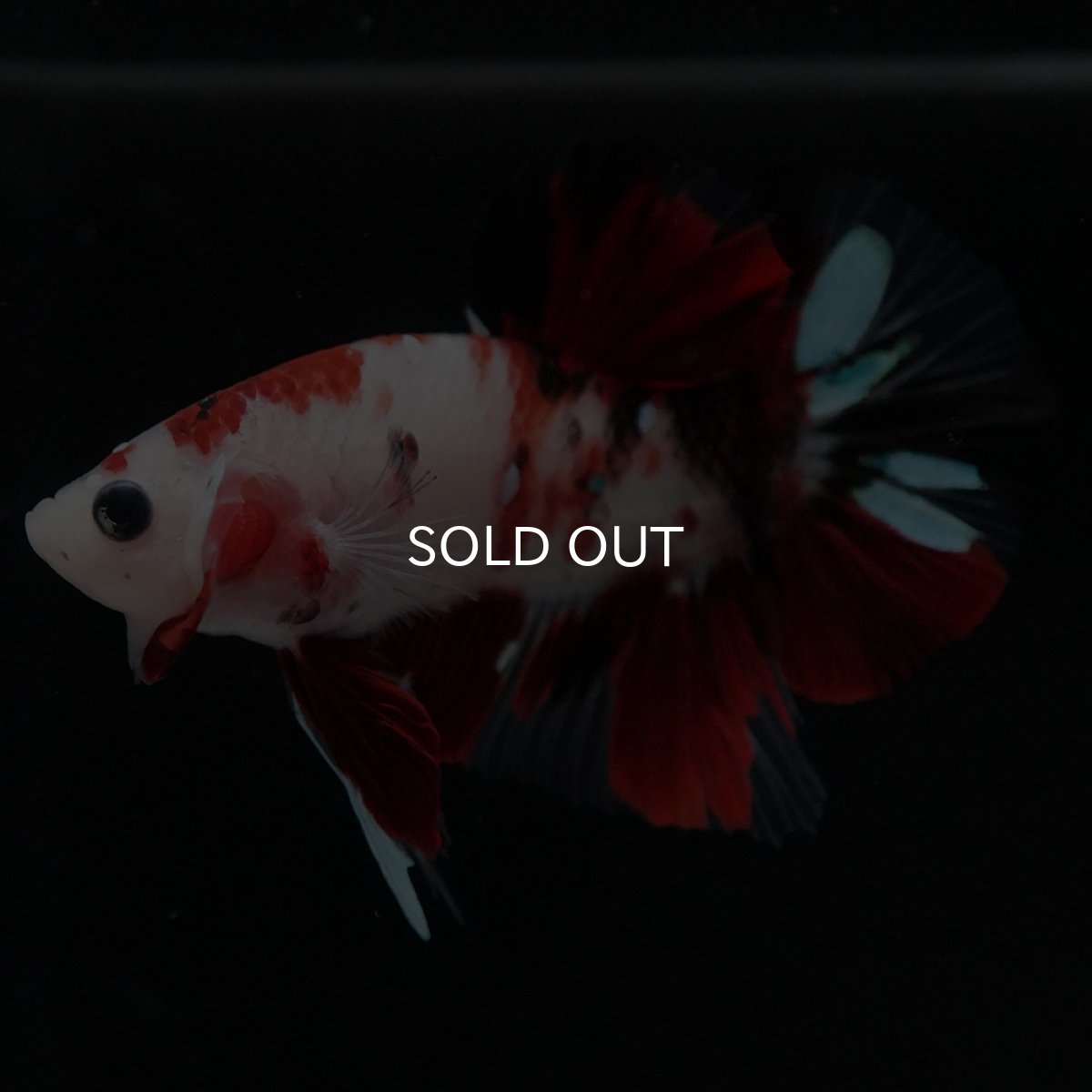 画像6: HMPK　鯉 (6)