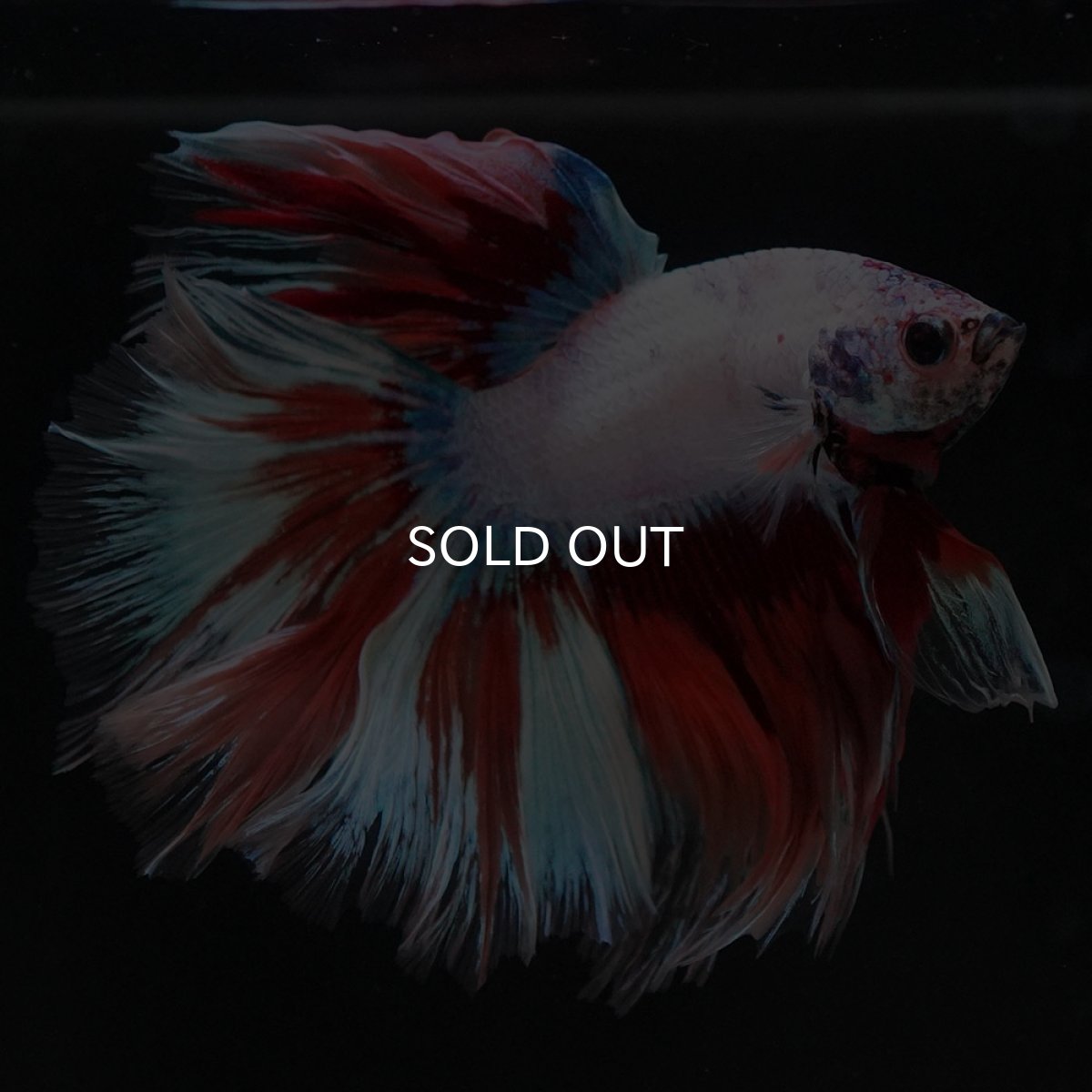 画像8: HM ホワイトファンシー (8)