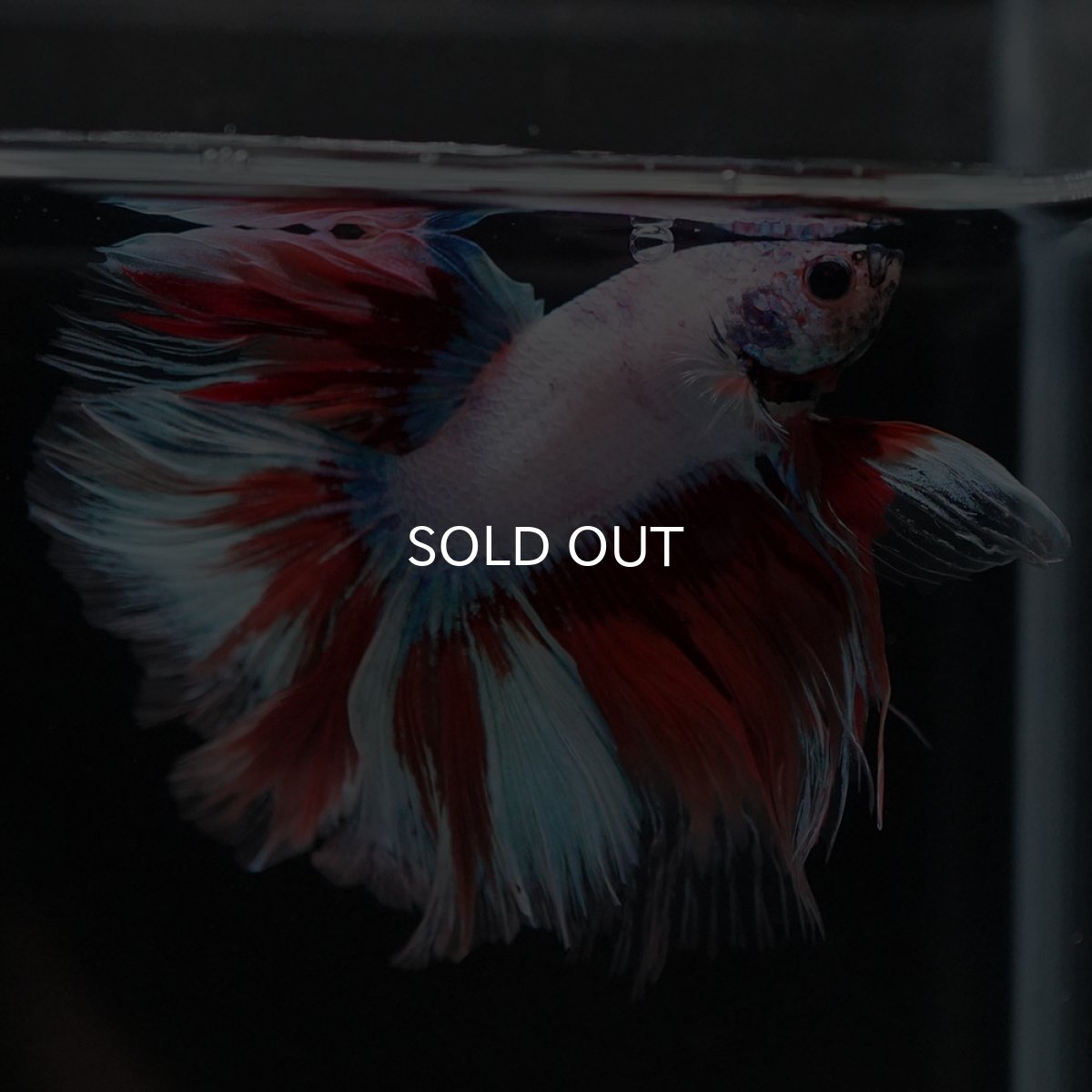 画像7: HM ホワイトファンシー (7)