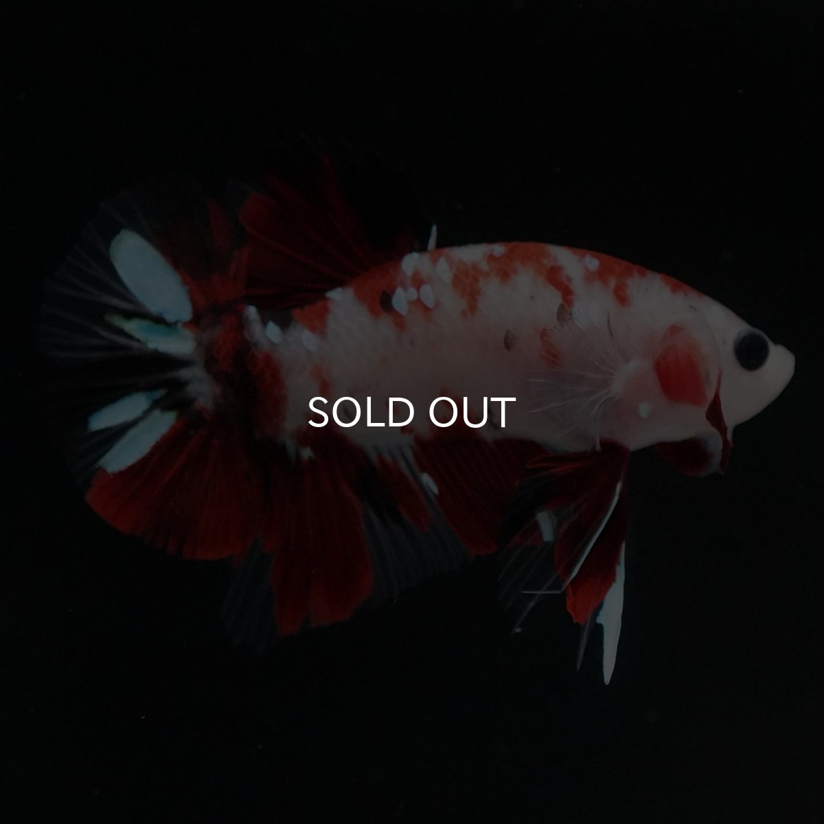 画像7: HMPK　鯉 (7)