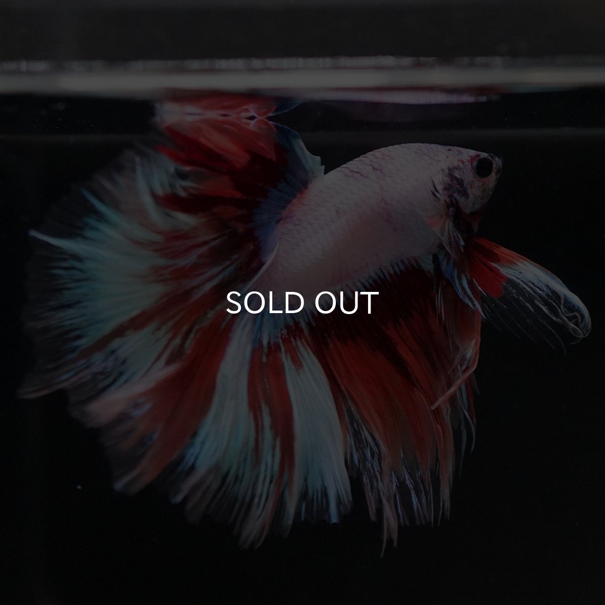 画像5: HM ホワイトファンシー (5)