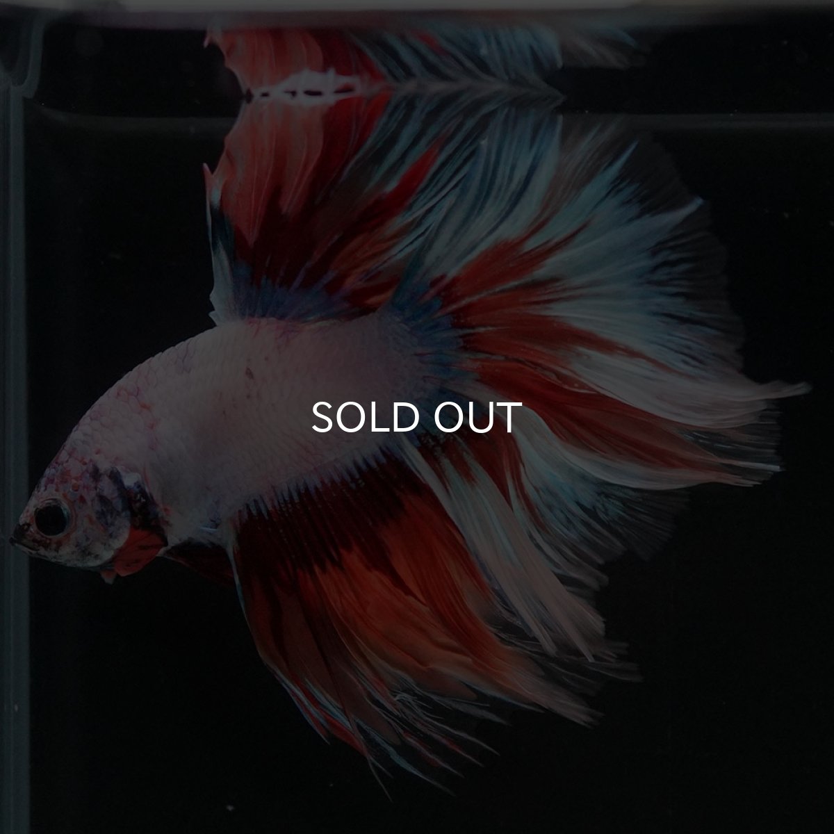 画像6: HM ホワイトファンシー (6)