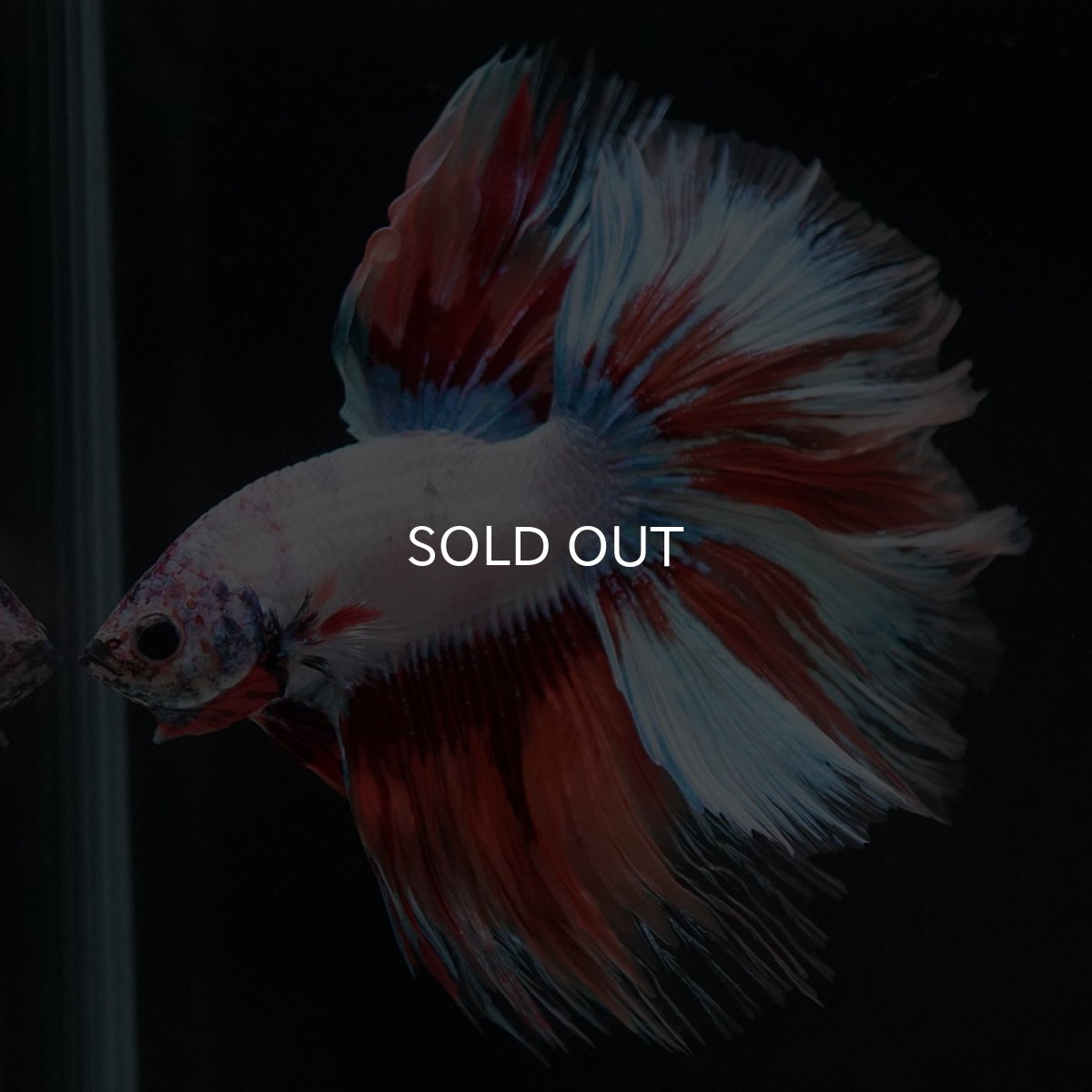 画像4: HM ホワイトファンシー (4)