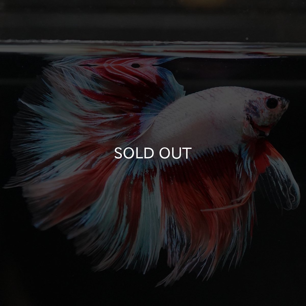 画像3: HM ホワイトファンシー (3)