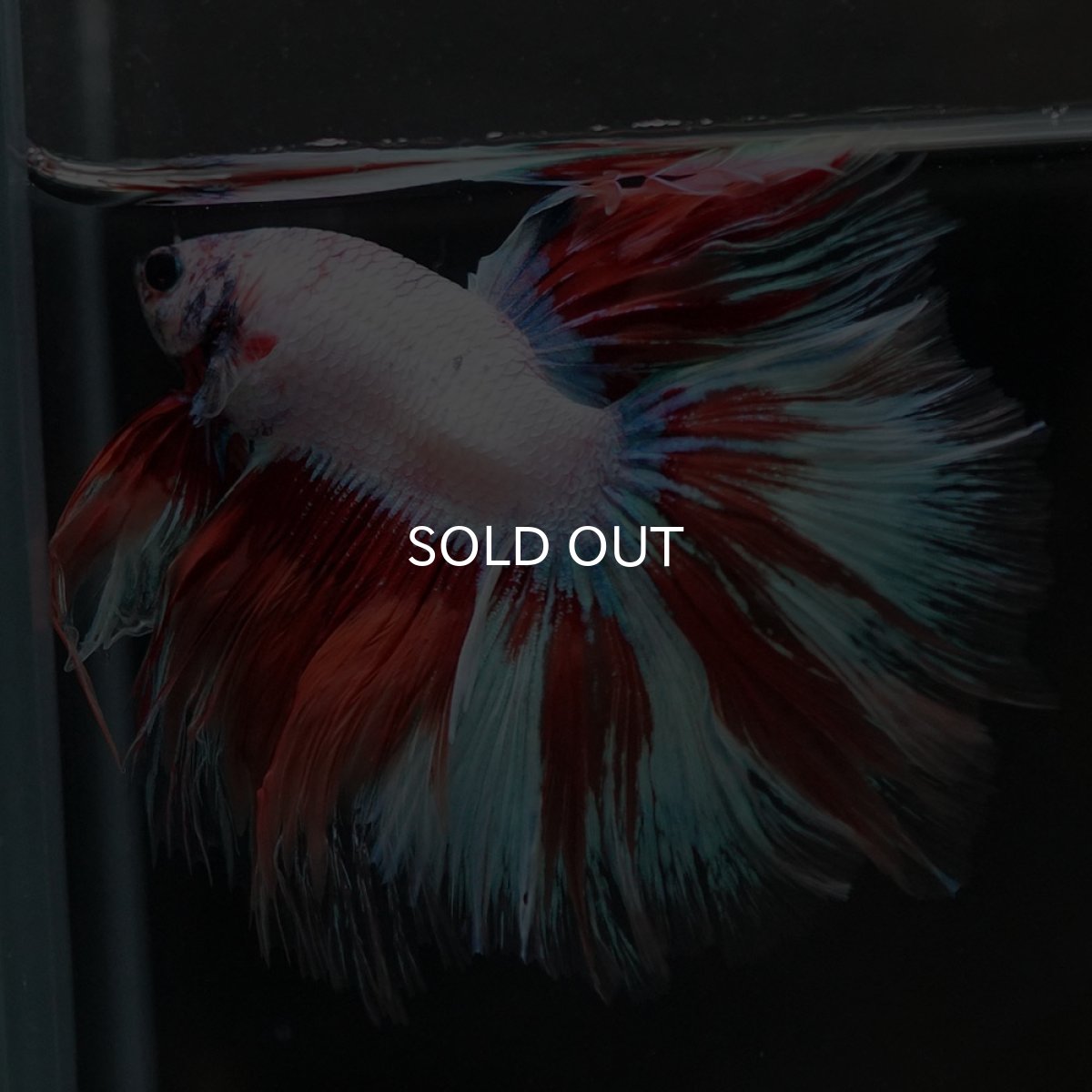 画像2: HM ホワイトファンシー (2)