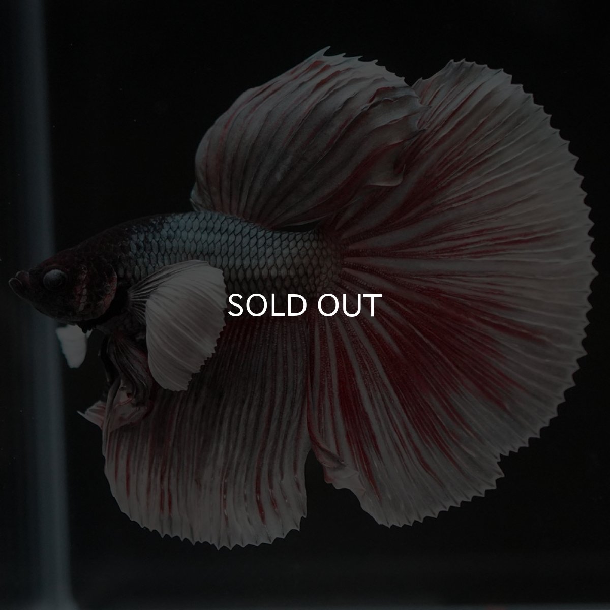 画像2: HMダンボ ファンシーカッパー (2)