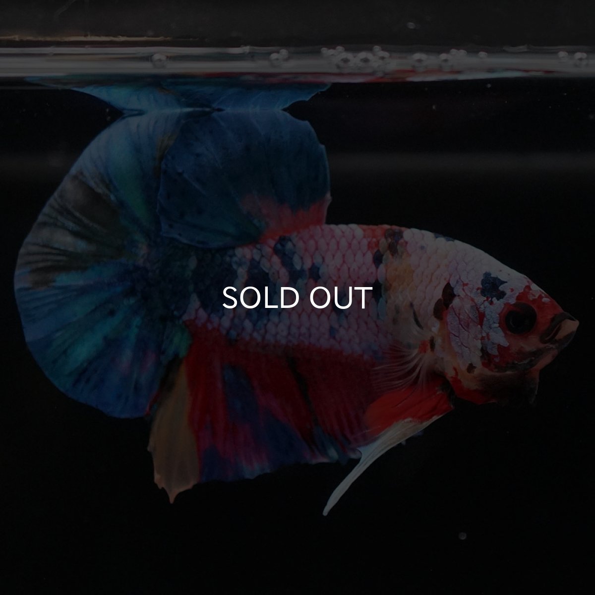 画像5: HMPK　キャンディレインボー (5)