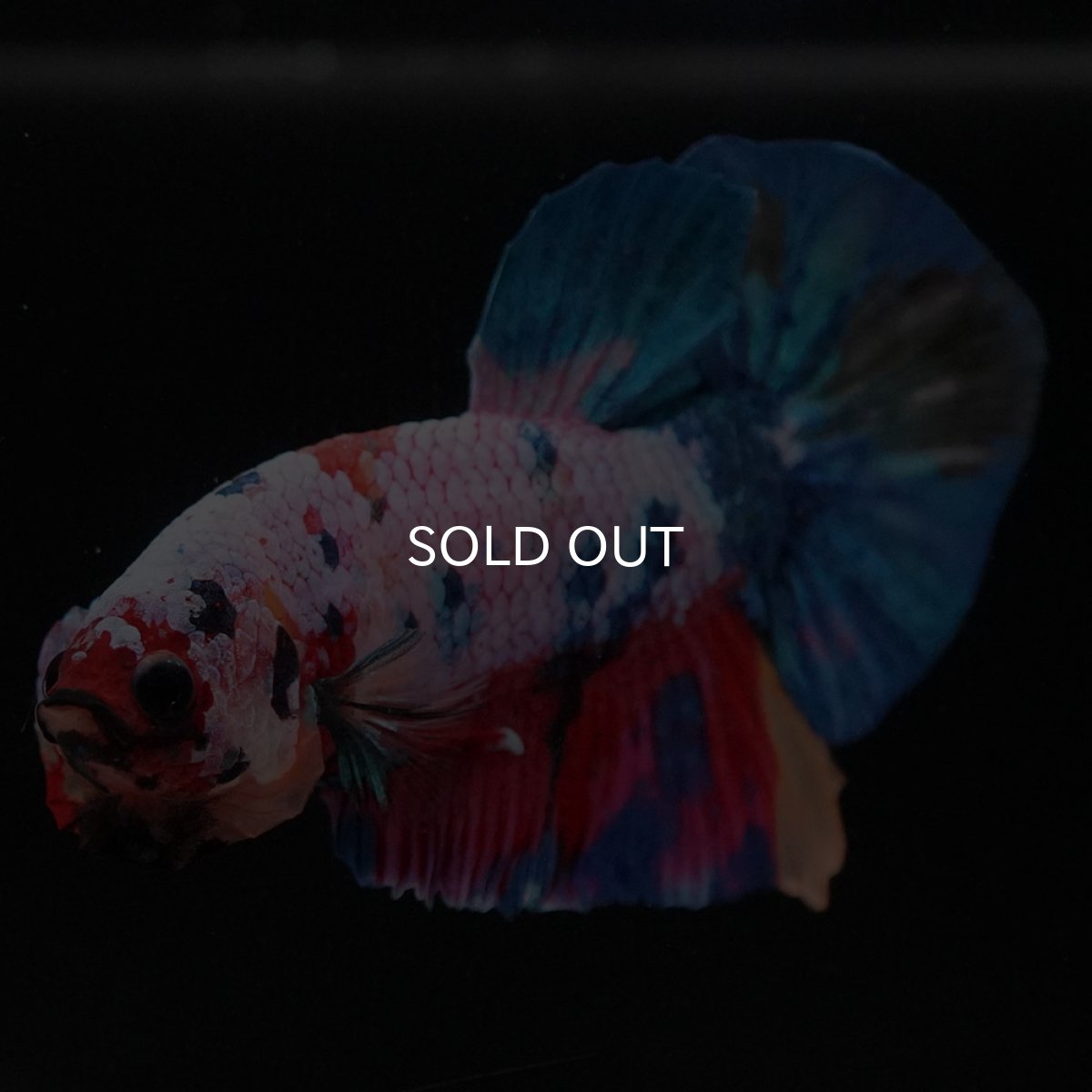 画像7: HMPK　キャンディレインボー (7)