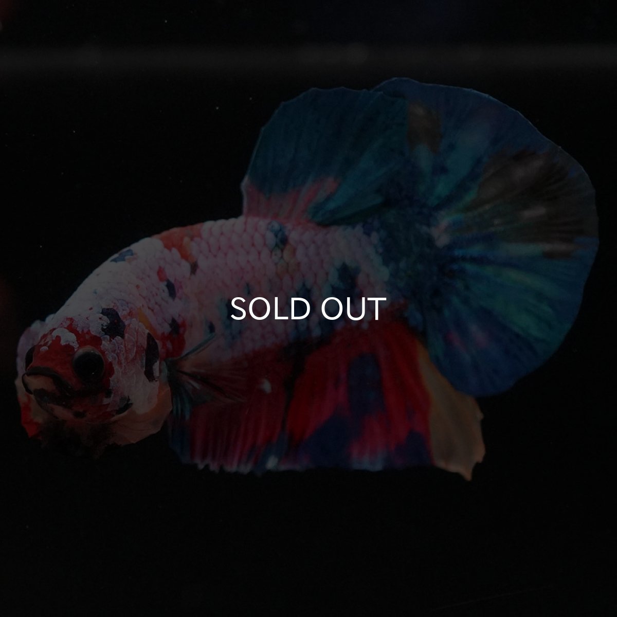 画像6: HMPK　キャンディレインボー (6)