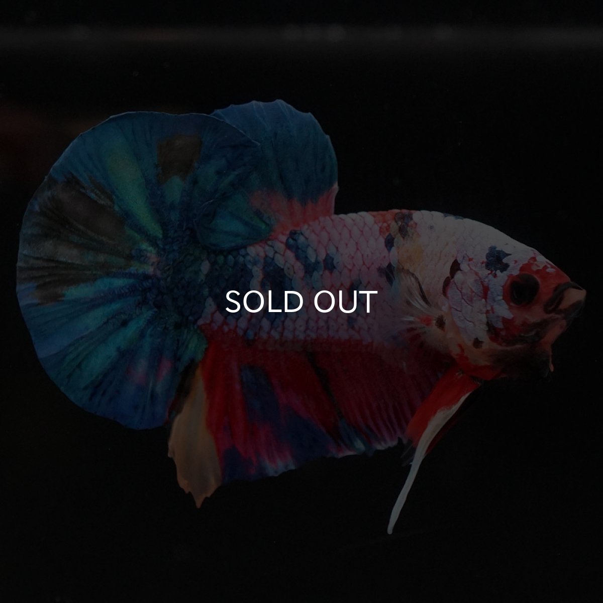 画像3: HMPK　キャンディレインボー (3)