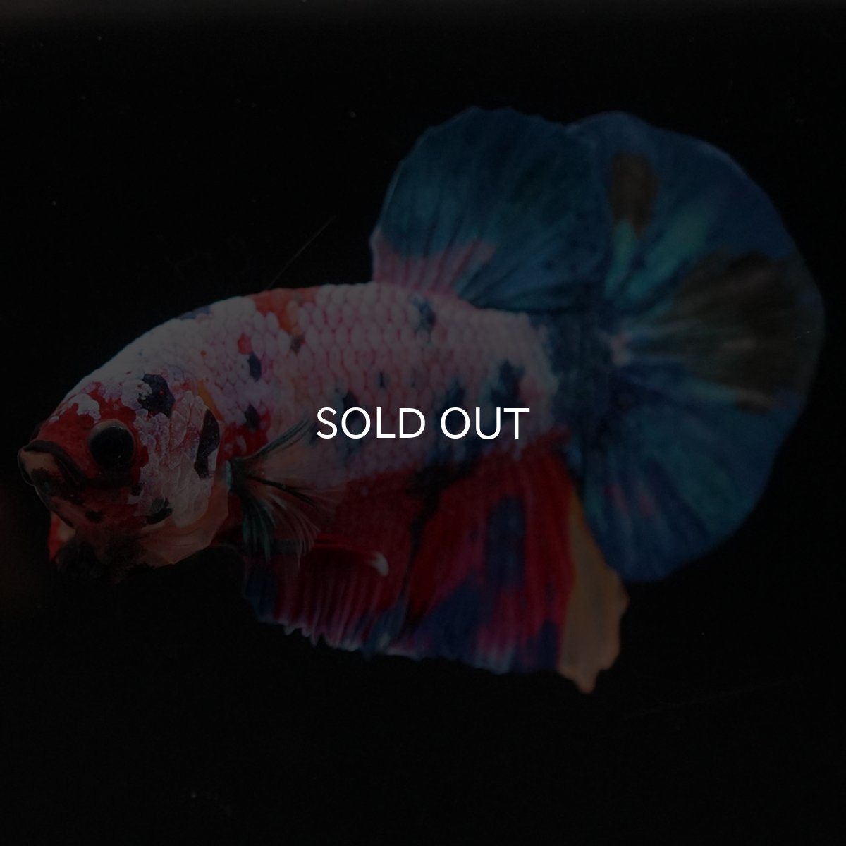 画像4: HMPK　キャンディレインボー (4)