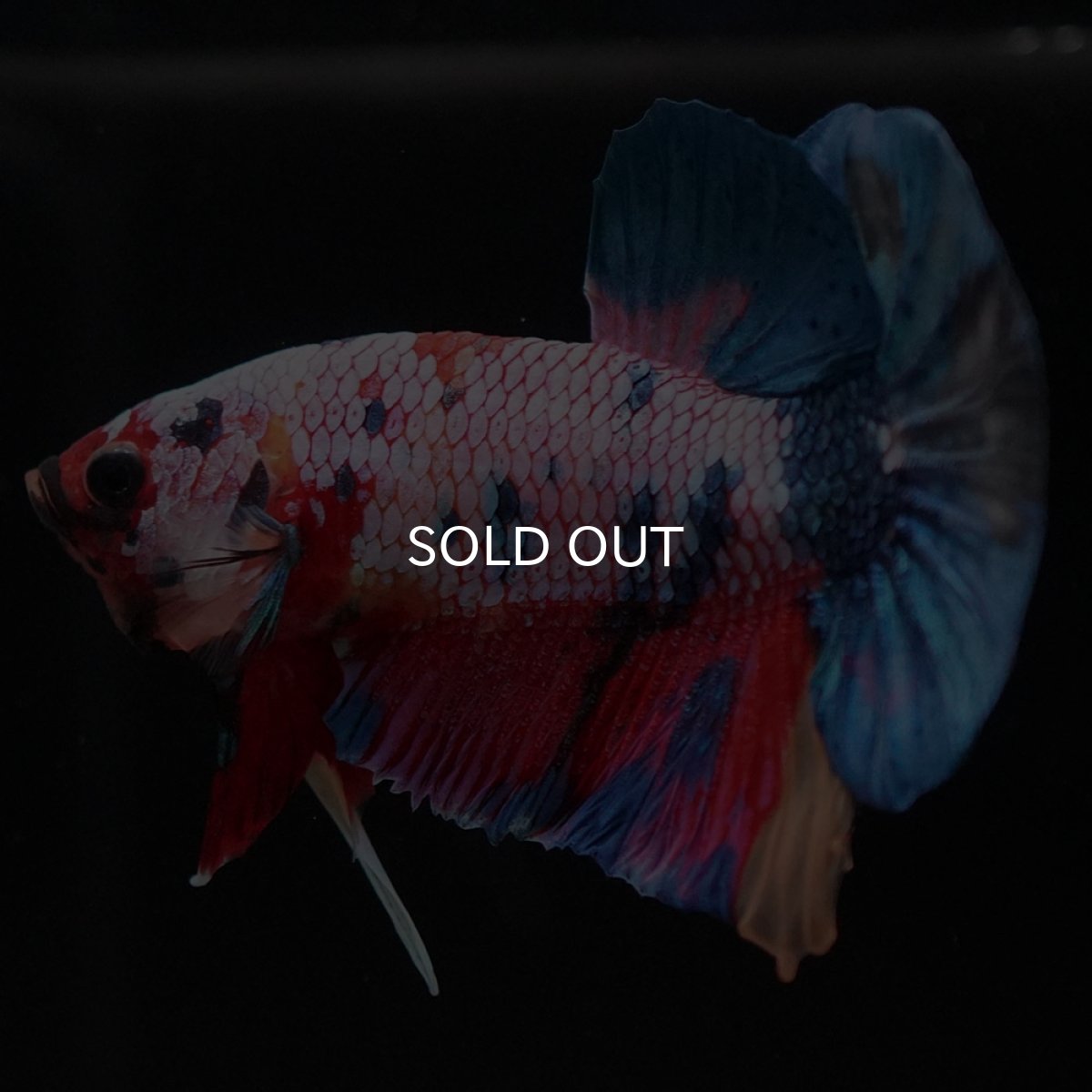 画像2: HMPK　キャンディレインボー (2)