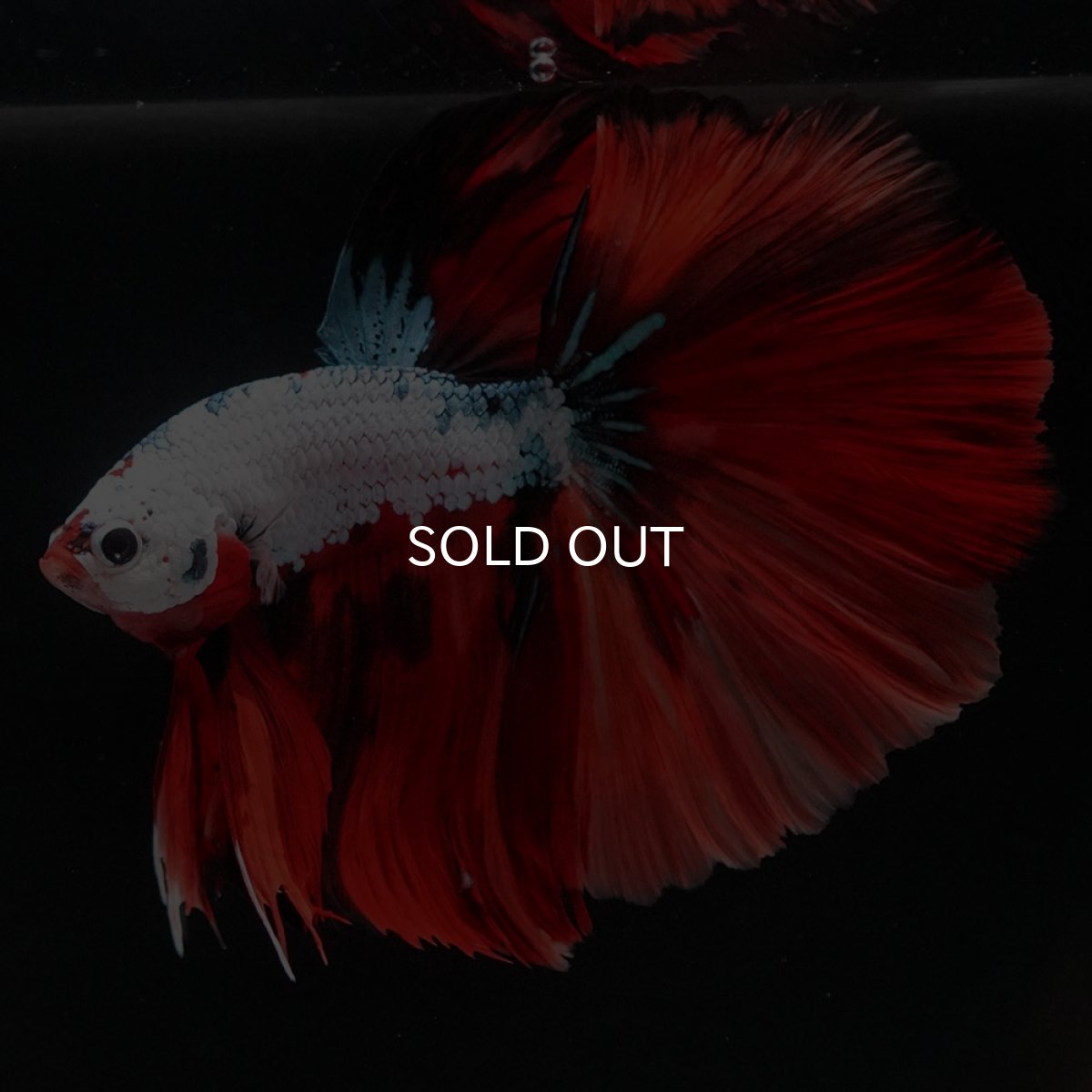 画像7: HM ホワイトファンシー (7)