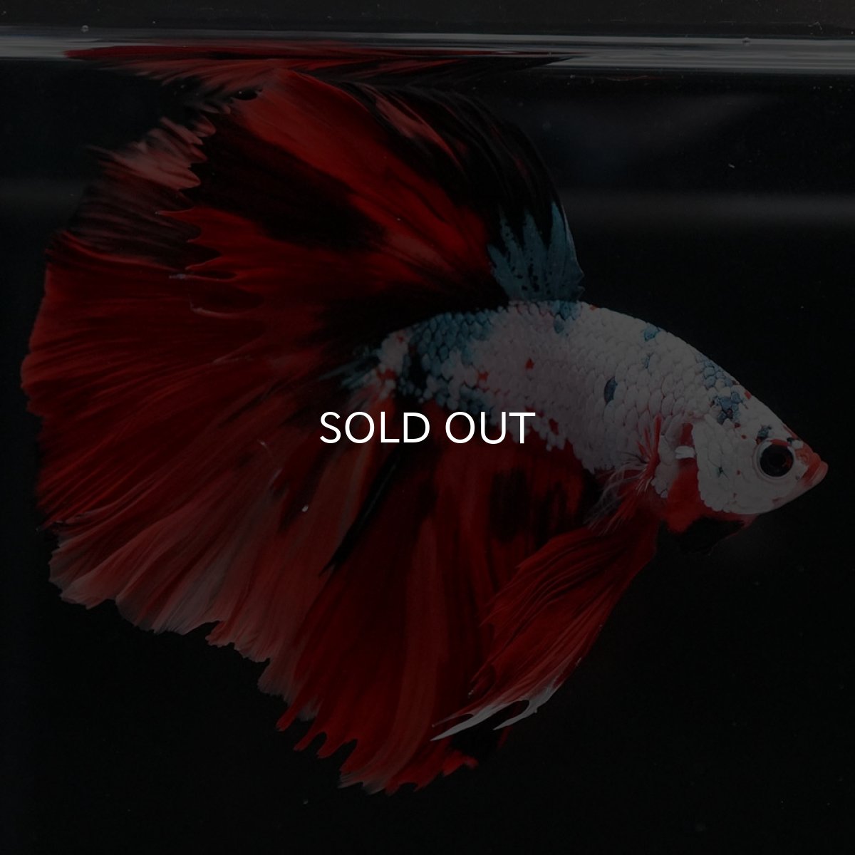 画像6: HM ホワイトファンシー (6)