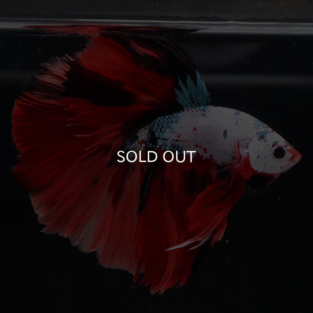 画像4: HM ホワイトファンシー (4)