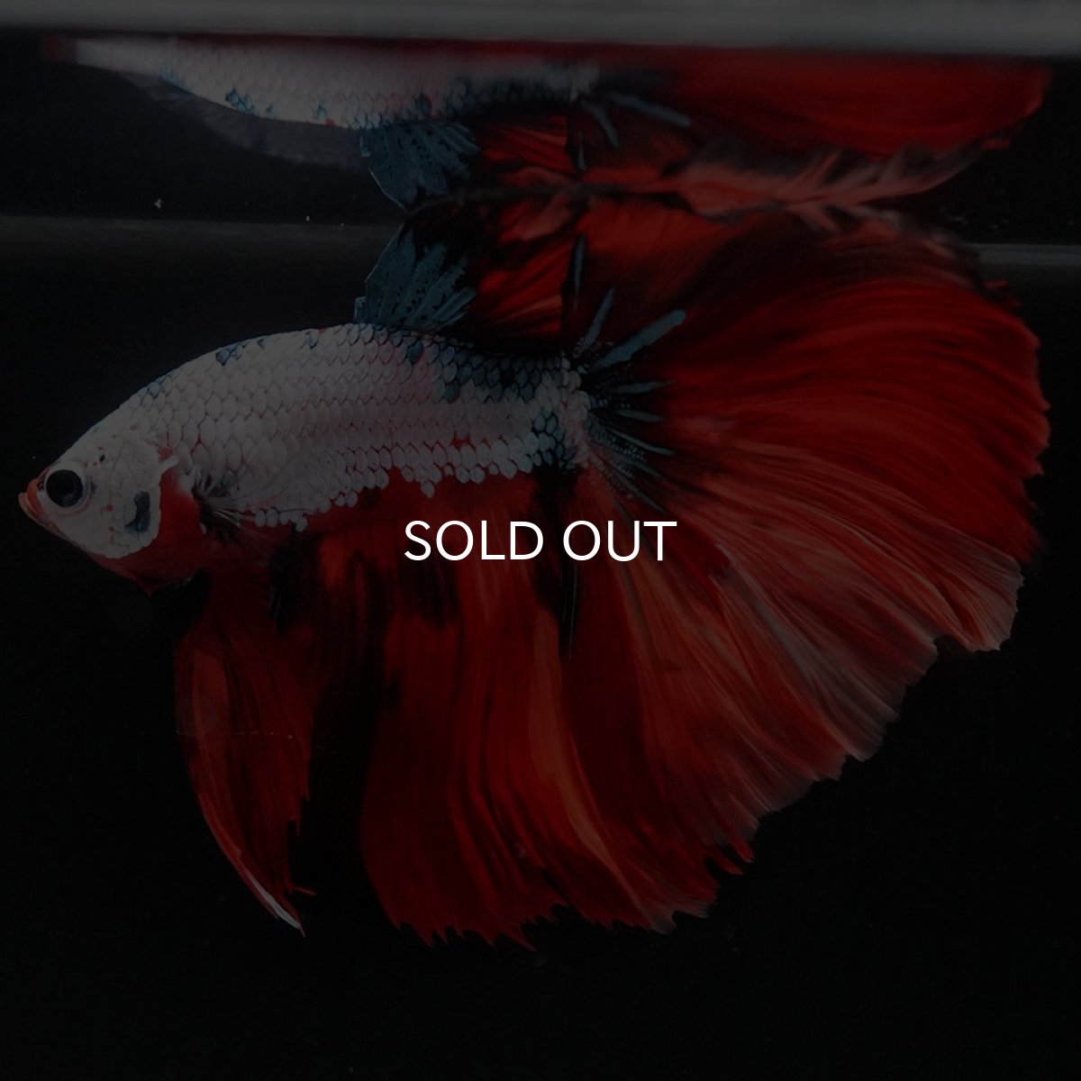 画像5: HM ホワイトファンシー (5)