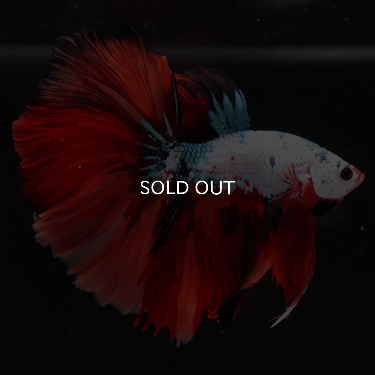 画像2: HM ホワイトファンシー (2)