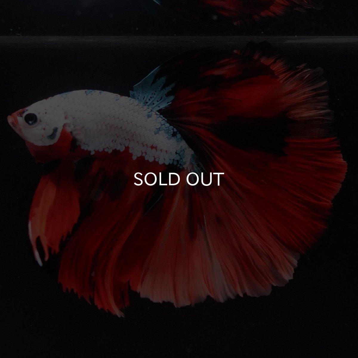 画像3: HM ホワイトファンシー (3)